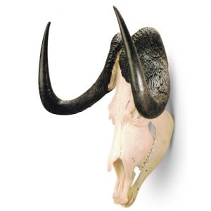 SKULL MOUNTS