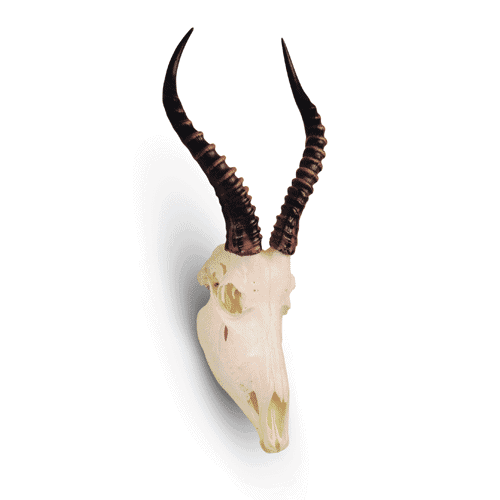 Blesbok Skull - Wildlife Etc LLC