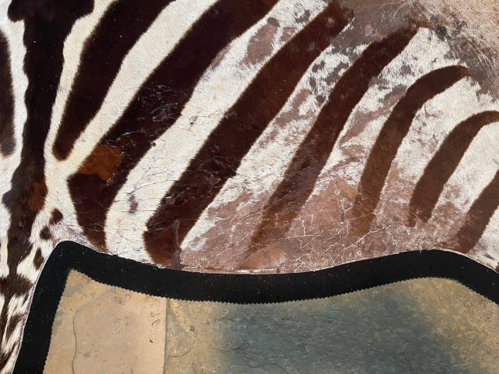 Zebra Skin Rugs & Vacuum Cleaners Wildlife Etc