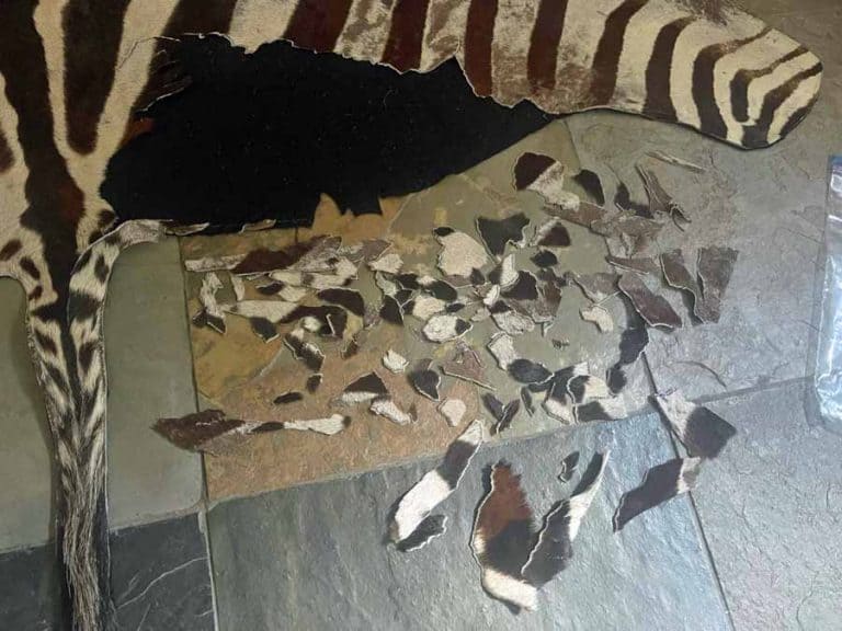 Zebra Skin Rugs & Vacuum Cleaners Wildlife Etc